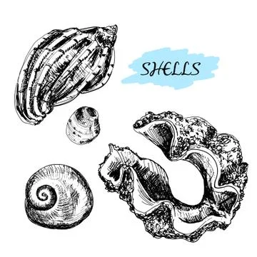 Seashells Stock Illustration