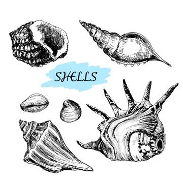 Seashells Stock Illustration