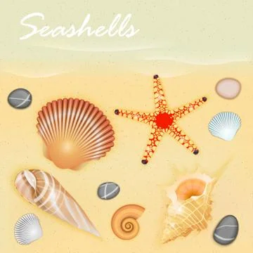 Seashells Stock Illustration