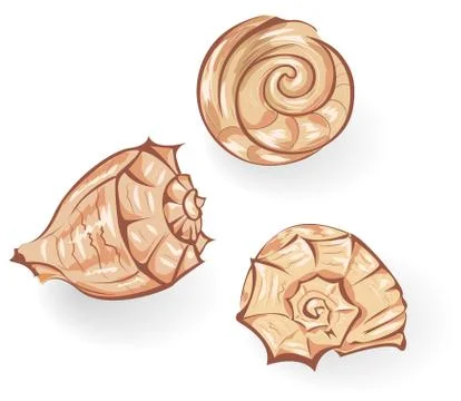 Seashells Stock Illustration