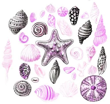 Seashells Stock Illustration