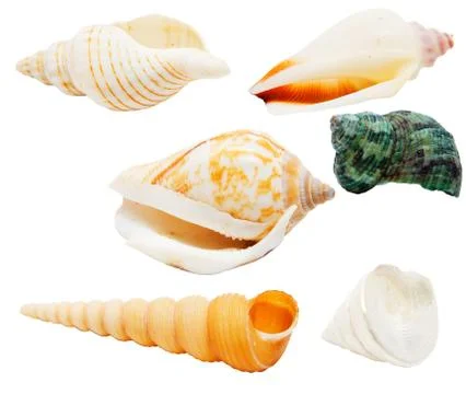 Seashells isolated with clipping path Stock Photos