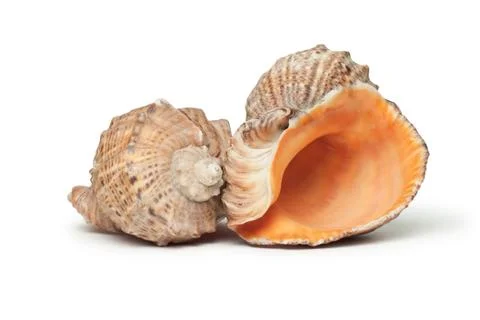 Seashells isolated over white background Stock Photos