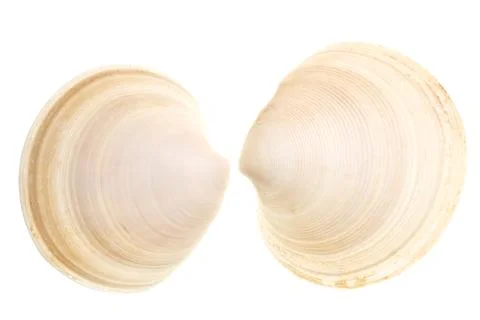 Seashells isolated Stock Photos