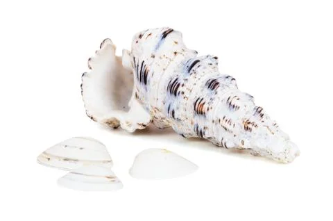 Seashells isolated on white background with clipping path Stock Photos