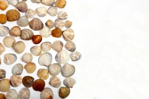 Seashells isolated on a white background, located on the right side of the sp Stock Photos