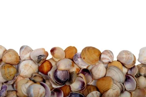 Seashells isolated on a white background, located in the lower part of the sp Stock Photos