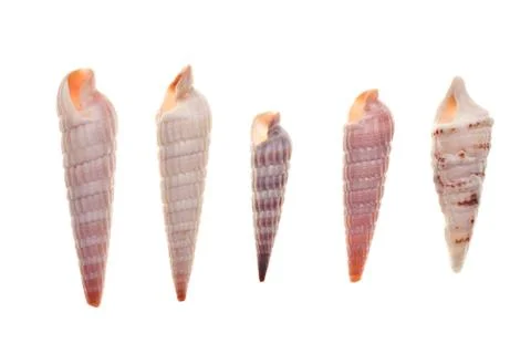 Seashells isolated on white background Stock Photos