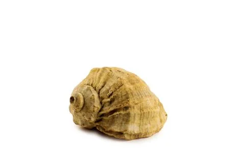 Seashells isolated on white background Stock Photos