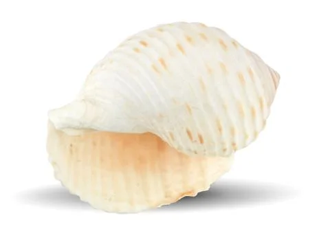 Seashells on an isolated white background Stock Photos