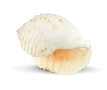 Seashells on an isolated white background Stock Photos