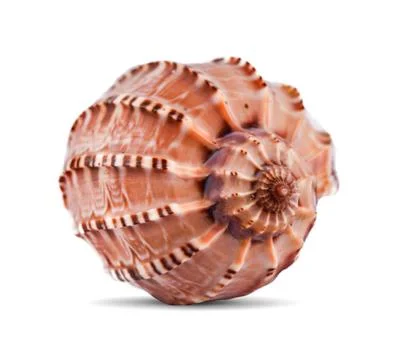 Seashells on an isolated white background Stock Photos