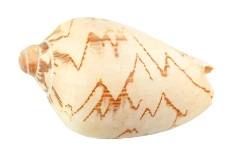 Seashells on an isolated white background Stock Photos