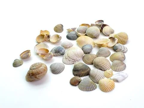 Seashells isolated on white background Stock Photos