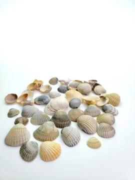 Seashells isolated on white background Stock Photos