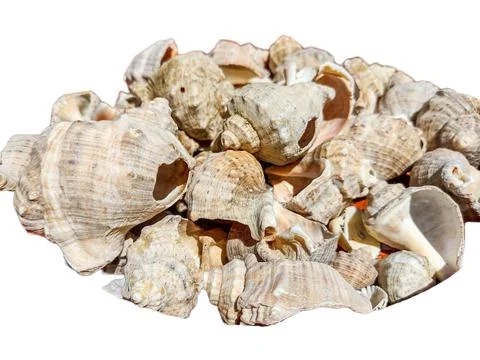 Seashells isolated on white background Stock Photos