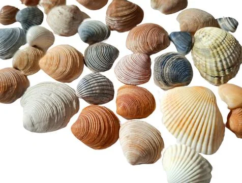 Seashells isolated on white background 写真素材