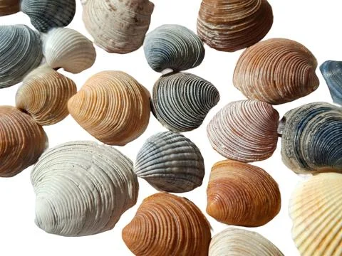 Seashells isolated on white background 스톡 사진