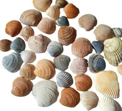 Seashells isolated on white background Stock-Fotos