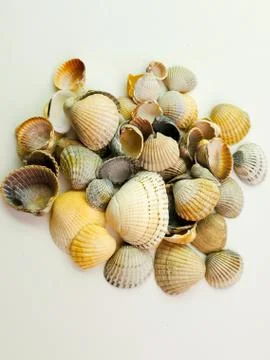 Seashells isolated on white background, top view Stock Photos