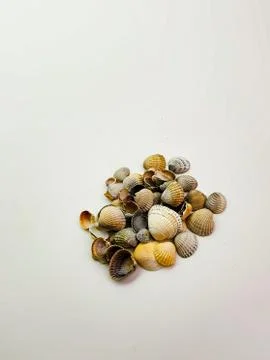 Seashells isolated on white background, top view Stock Photos