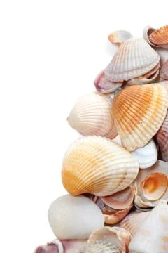Seashells isolated on white Stock Photos