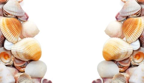 Seashells isolated on white Stock Photos