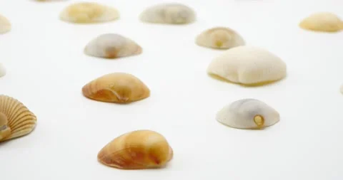 Seashells isolated on white row of shells dolly slider shot Stock-Footage 218081415