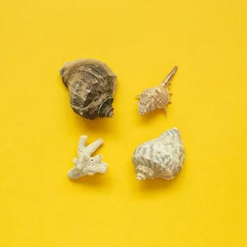 Seashells isolated on yellow background. Summer marine decoration. flat la... 库存照片