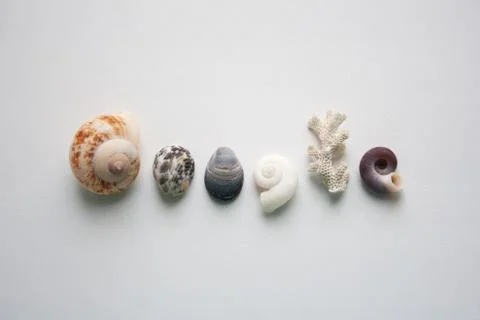 Seashells know all the answers Stock Photos