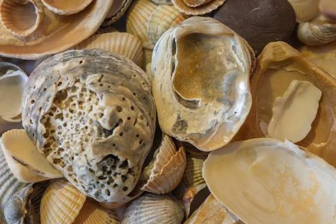 Seashells laid out to create a background texture Stock Photos