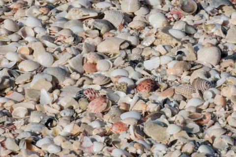 Seashells in a large group on the beach. Stock Photos