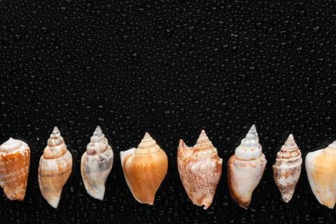 Seashells  lie on a line Stock Photos