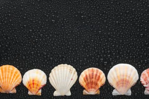 Seashells  lie on a par with Foto stock