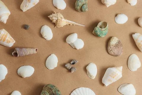 Seashells on light background. flat view Stock Photos