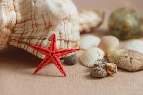 Seashells on light background Stock Photos