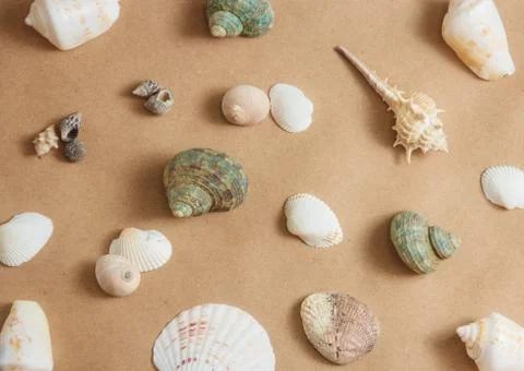 Seashells on light background Stock Photos