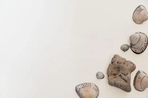 Seashells on a light background, there is a place for text, there is a way Foto stock