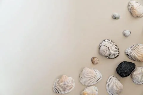 Seashells on a light background, there is a place for text, there is a way Stock Photos