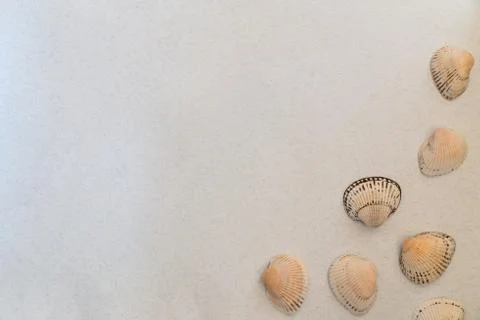 Seashells on a light background, there is a place for text, there is a way Foto stock