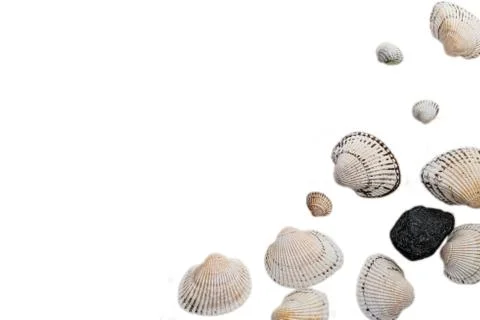 Seashells on a light background, there is a place for text, there is a way Stock Photos