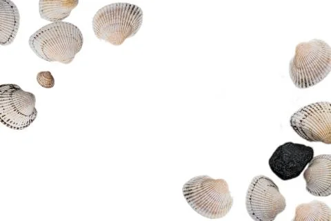 Seashells on a light background, there is a place for text, there is a way 库存照片