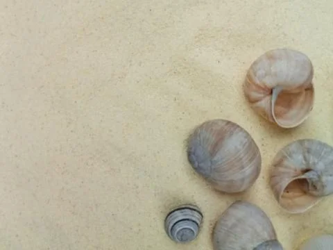 Seashells on light sand background Stock Photos