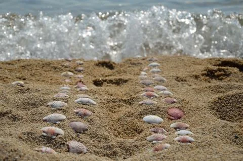 Seashells in a Line to Sea Stock Photos