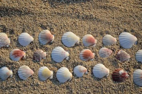 Seashells in Lines on a Beach Stock Photos