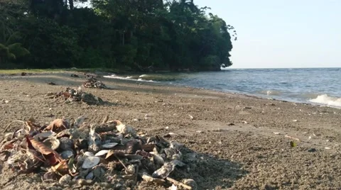 Seashells on Livingston Beach Video stock 65298747