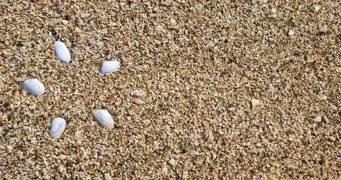 Seashells lying on crushed shell sand texture at the beach Stock Photos