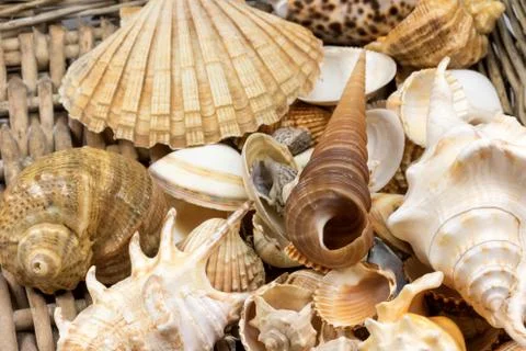 Seashells lying  in retro wicker baket Stock Photos