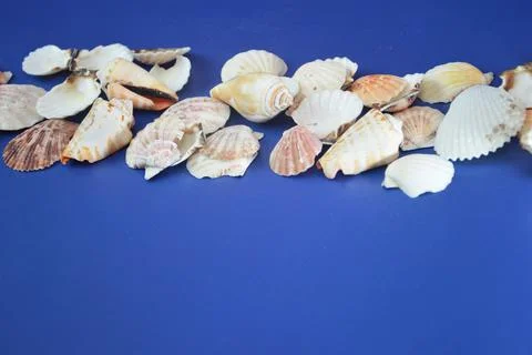 Seashells lying in a row on a blue background. Banner for advertising vacatio Foto stock