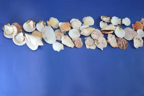 Seashells lying in a row on a blue background. Banner for advertising vacatio Stock Photos